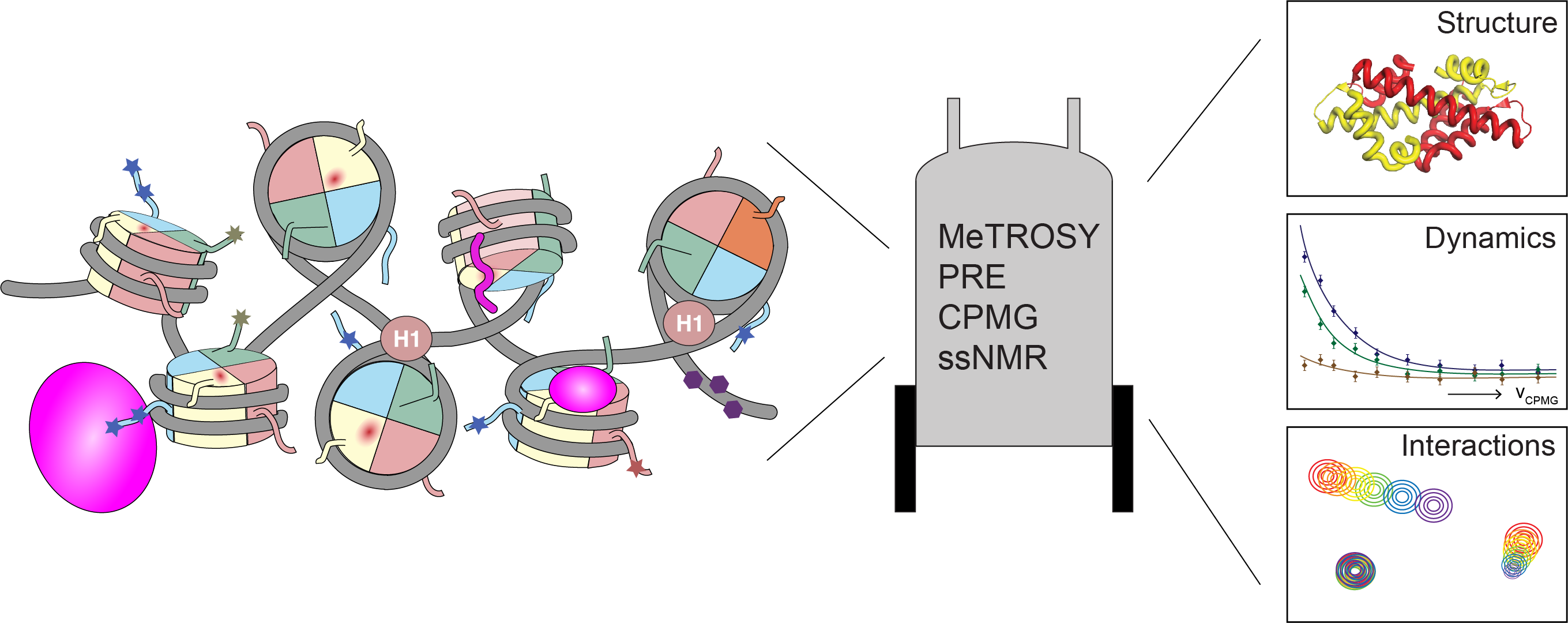 chromatin and nucleosome interactions